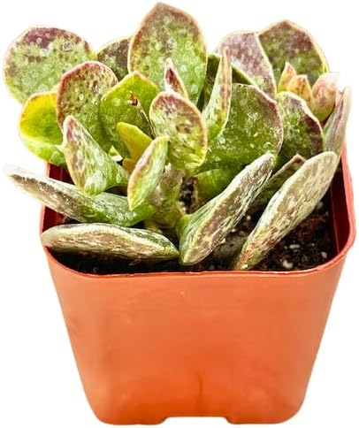 2" Adromischus Maculatus Unique Succulents Plants Live, Live Starter Succulent Plants, Easy Care House Plants Rooted in Succulent Soil Mix, by The Succulent Cult