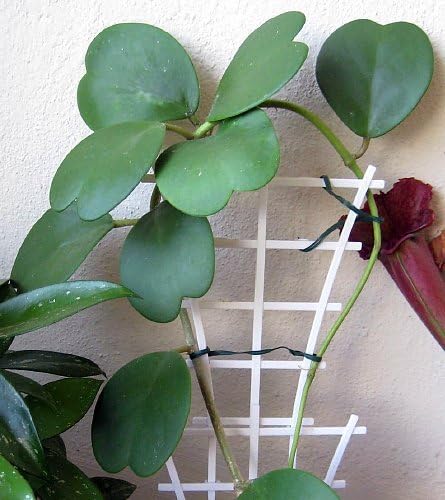 Amazing Sweetheart Waxplant - Hoya Kerri -2" Pot