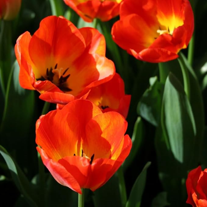 Orange Queen Darwin Hybrid Tulip Flower Bulbs - 10 Bulbs per Pack - Good as Cut Flowers - Easy to Grow Live Plants - Outdoor Flower Garden