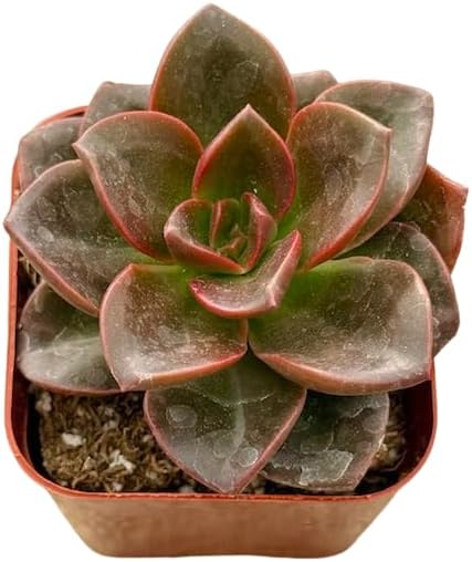 2" Unique Succulents Plants Live, Live Starter Succulent Plants, Easy Care House Plants Rooted in Succulent Soil Mix, by The Succulent Cult (Echeveria Melaco)