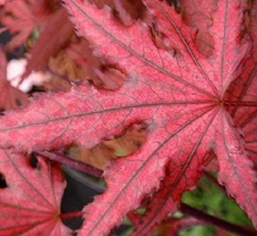 Purple Ghost Japanese Maple - Live Plant - Trade Gallon Pot