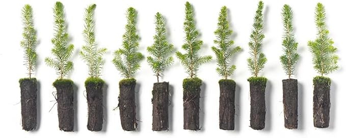 Black Spruce Live Tree Plug Seedlings | 6"-12" | Arbor Day Foundation (10-Pack)