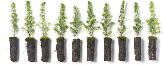 Black Spruce Live Tree Plug Seedlings | 6"-12" | Arbor Day Foundation (10-Pack)