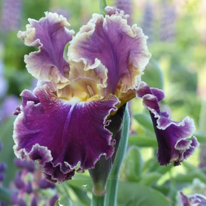Montmartre Bearded Iris Flower Bulbs - 1 Rhizome per Pack - Pleasantly Scented - Deer Resistant - Good as Cut Flowers - Naturalizing - Perennializing