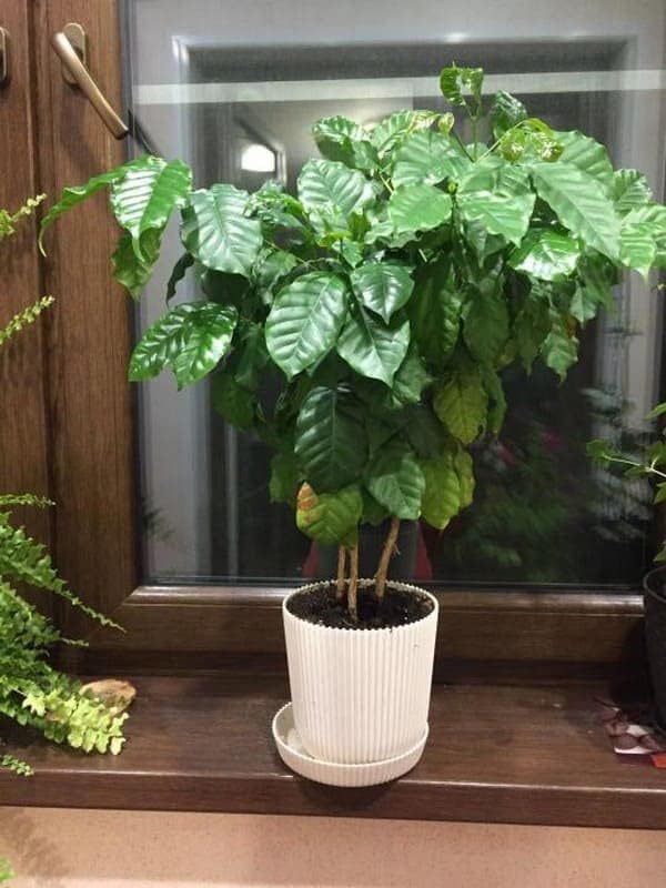 Arabian Coffee Tree Seeds – Coffea Arabica | Evergreen Perennial | Fragrant Blooms & Homegrown Coffee Beans