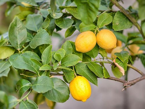 Happy Birthday Gift, Meyer Lemon Tree Dwarf Fruit Tree, Fruit Bearing, Meaningful Birthday Present by The Magnolia Company Can't Ship to TX, LA, AZ, AL and CA