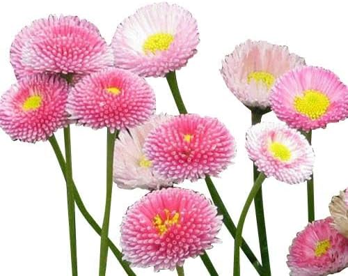 Pink English Daisy, Lawns and Borders - 1000 Seeds - Bellis Perennis
