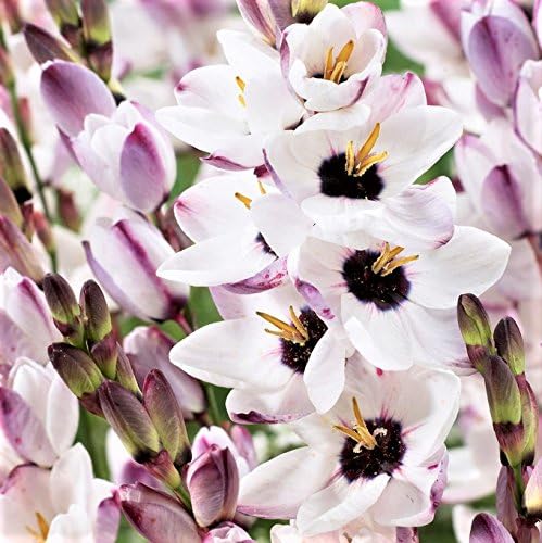 Easy to Grow Ixia 'Blue Bird' Plant Bulbs (20 Pack) - White & Violet-Blue Flowering Blooms in Spring to Summer Gardens