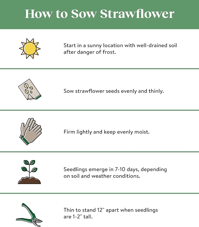 Burpee Tall Mixed Colors Strawflower Seeds 750 seeds