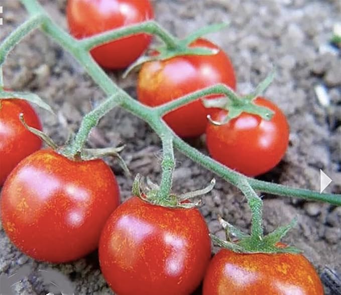 Sweetie Cherry Tomato Seeds - Very Sweet and Perfect for Caprese Salad - 50 Seeds