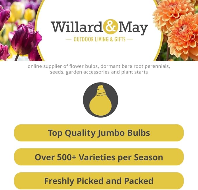 Complete Spring Flower Bulb Garden - 50 Bulbs for 50 Days of Continuous Blooms (Spring Color from March Through June) - Easy to Grow Fall Planting Bulbs by Willard & May