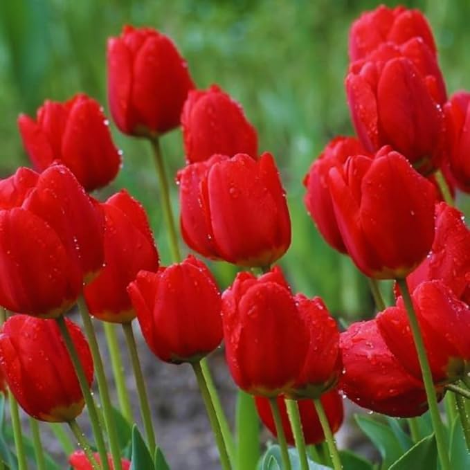 10 Tulip Bulbs for Fall Planting Bulk, Tulip Bulb, Perennial Flower Bulbs for Garden Growing, Tulip Bulbs Bulk (Red)