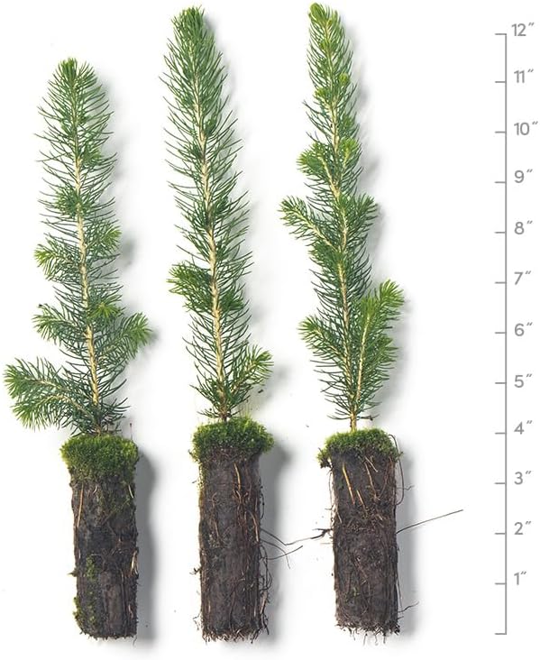 White Spruce Live Tree Seedlings | 6"-12" | Arbor Day Foundation (3-Pack)