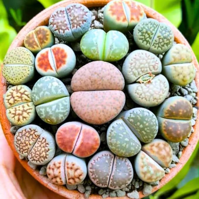 Mix Lithops Succulents Plants Live Bulks, Pack 20 Corlorful Living Stones Lithops Live Plants, Beautiful Lithops Living Stones to Grow, Lithop Succulents Cactus Garden
