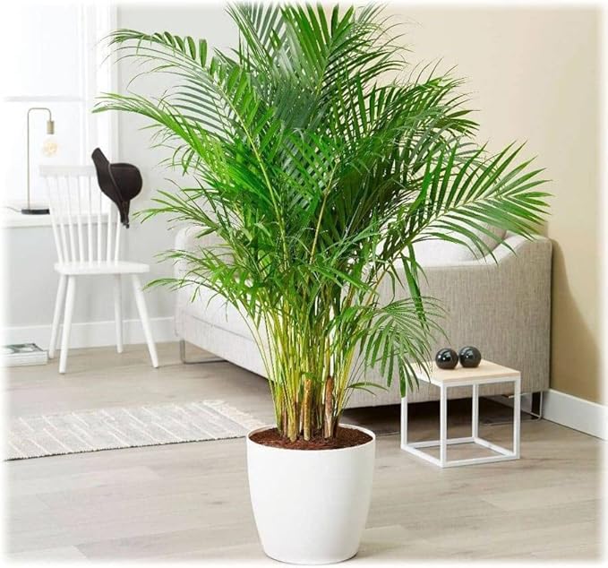 Seeds Parlor Palm (Chamaedorea elegans) Perennial Tree