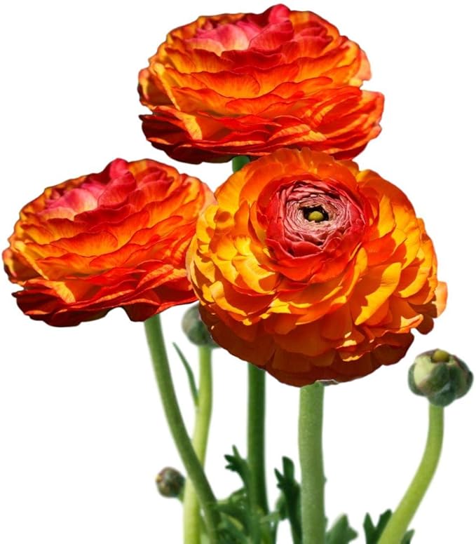 Easy to Grow Ranunculus Tecolote Flamenco 10 Plant Bulbs - Unique Red Orange & Yellow Flowers in Spring, Full Sun Outdoor Zones 8-10, Mediterranean Carlsbad Flower Fields