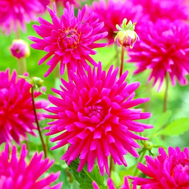 Needle Dahlia Multicolor Seed Mix 50+ Non-GMO Seeds for Planting Flowers Cactus Dahlia