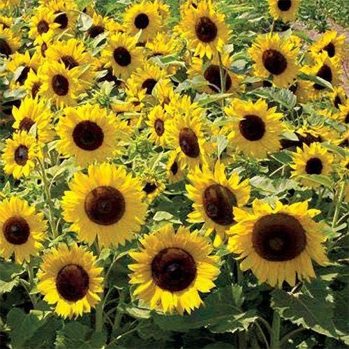 Park Seed Sunspot Sunflower Seeds – Classic Dwarf Variety with Giant 10-Inch Seed-Filled Blooms, Ideal for Hedges, Screens, and Kids’ Gardens, Easy to Grow, Pack of 50