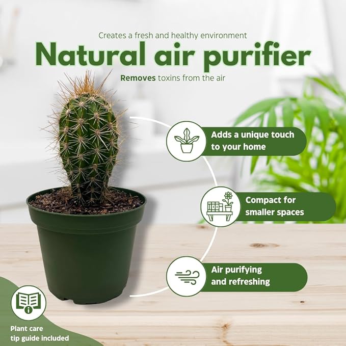 BubbleBlooms Column Cactus Assortment, 4 inch Set of 3, Silver Torch, Blue Column, Yellow, Old Man Fuzzy, Variety Cacti