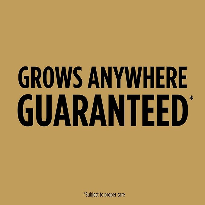 Scotts EZ Seed Dog Spot Repair for Tall Fescue Lawns, Combination Mulch, Grass Seed and Soil Amendment to Neutralize and Repair Pet Damage in Lawns, 2 lb