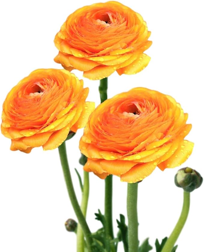 Easy to Grow Ranunculus Tecolote Gold 10 Plant Bulbs - Orange Yellow Flowers in Spring, Full Sun Outdoor Zones 8-10, Mediterranean Carlsbad Flower Fields
