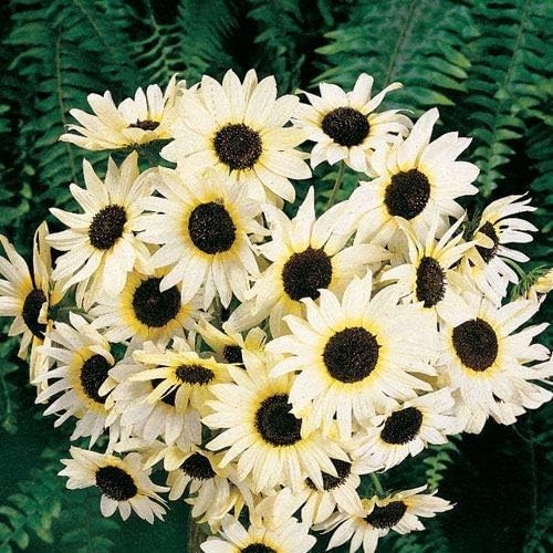 Park Seed Italian White Sunflower Seeds – Creamy White Petals with Chocolate Centers, 5–7 Ft Tall Well-Branched Variety for Cutting and Cottage Gardens, Pack of 50