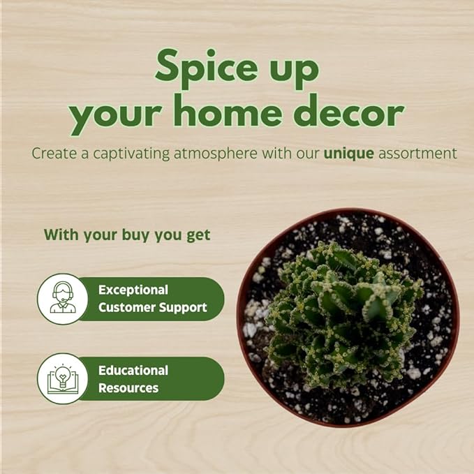 Fairy Castle Cactus, Acanthocereus Tetragonus, Night-Blooming Cereus, Triangle Cactus, 4 inch Pot