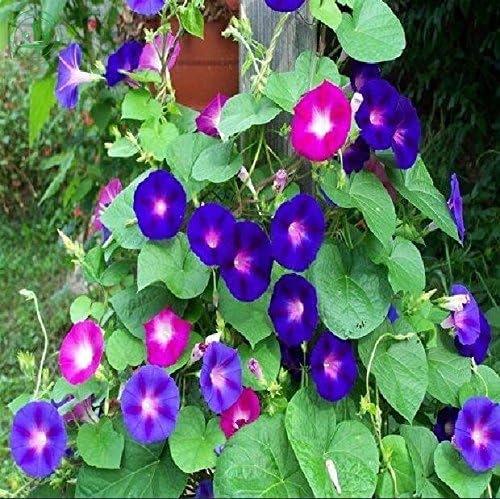 Non GMO Bulk Morning Glory, Mix Flower Seeds (10 Lbs)