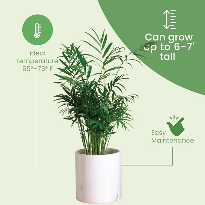 American Plant Exchange Live Areca Palm – 10-Inch Pot – Tropical Indoor Houseplant with Lush Feathery Fronds, Pet-Friendly Easy Care Plant for Homes, Offices, Patios & Decorative Containers