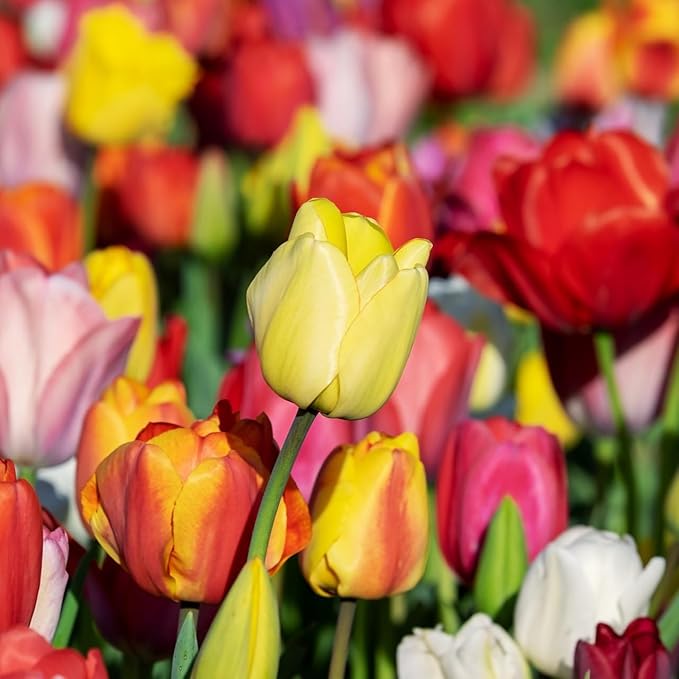 Peony-Style Double Bloom Tulips-10 Bulbs–Red, Pink, White, Yellow & Orange Premium Flowers | Late Blooming Spring Perennials for Gardens & Containers – Zones 3–8 (10 Colorful Mixed Tulip Collection)