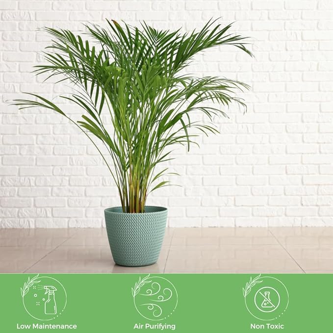 American Plant Exchange Live Areca Palm – 6-Inch Pot – Tropical Houseplant with Feathery Green Fronds, Pet-Friendly Easy Care Indoor Plant for Homes, Offices, Apartments & Decorative Spaces