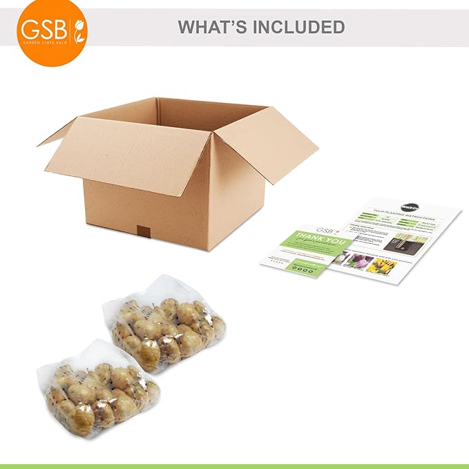 Garden State Bulb Maroon and Orange Mix Triumph Tulip Flower Bulbs, 12/+ cm, Fall Planting (Bag of 50)