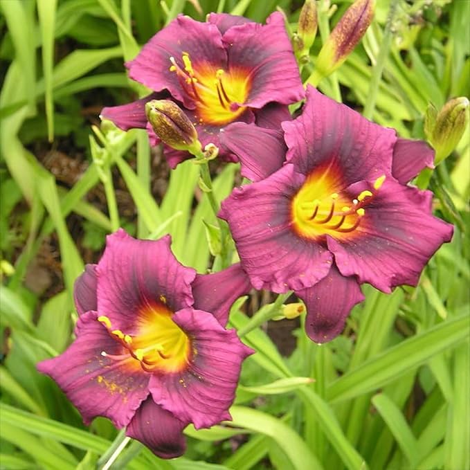 Grape Magic Daylily Flower Bulbs – Purple-Pink Reblooming Variety – Hardy, Pollinator-Friendly Perennial for Full Sun Landscapes (Zones 3–9) Fall Planting Spring Blooming