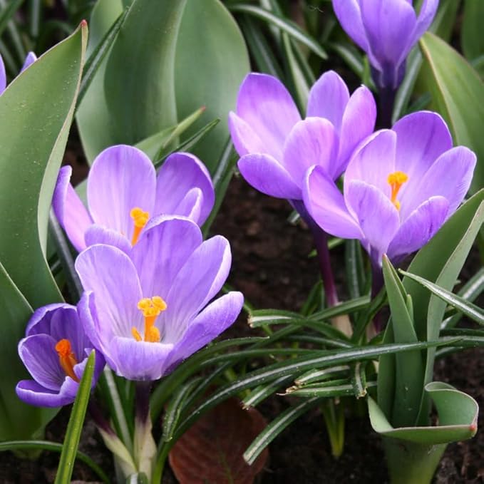 Grand Maitre Giant Crocus Flower Bulbs - 25 Bulbs per Pack - Attracts Butterflies and Hummingbirds - Deer Resistant - Good for Indoor Forcing - Naturalizing - Perennializing