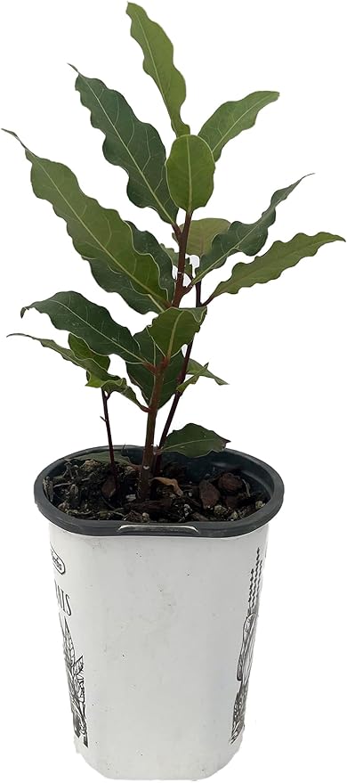 Bay Laurel Herb - Laurus nobilis - 4.33" Pot - Live Plant
