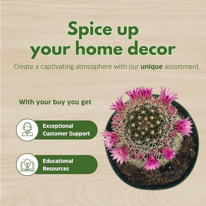 BubbleBlooms Column Cactus Assortment, 4 inch Set of 3, Silver Torch, Blue Column, Yellow, Old Man Fuzzy, Variety Cacti