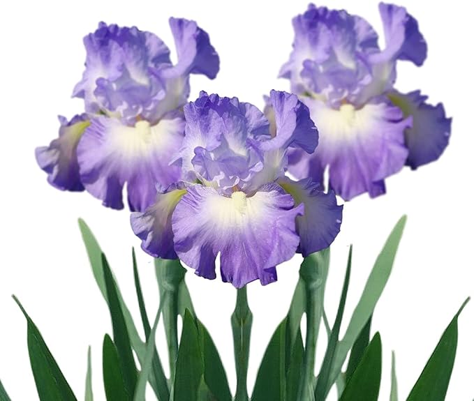 Easy to Grow Bearded Iris City Lights - 3 Plant Bulbs Rhizomes, Blue-Violet & White Flowers in Spring to Fall, Full Sun Low Maintenance