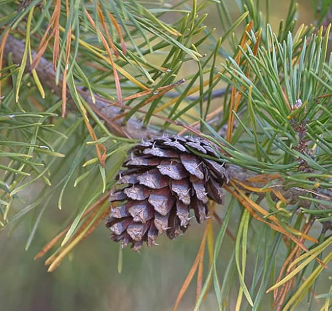 Cedar, Dogwood, Pine, Redwood, Spruce, Tree Seed by MySeeds.Co, You Choose The Color n Quantity (1 Pack, Frankincense Pine - Big Pack)