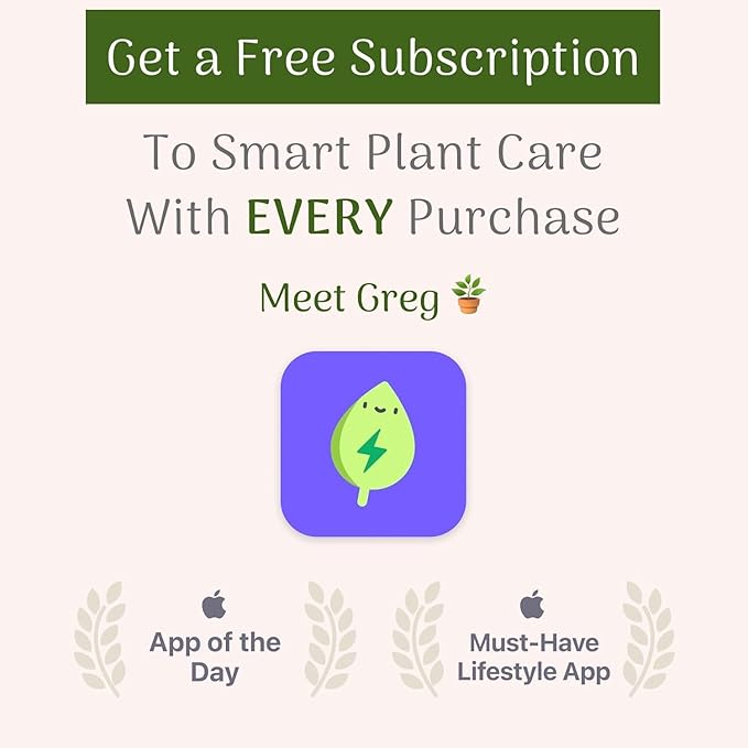 American Plant Exchange Majesty Palm – 10-Inch Pot – Live Tropical Houseplant with Arching Green Fronds, Easy Care Indoor or Patio Plant for Home, Office, Apartment & Landscape Décor