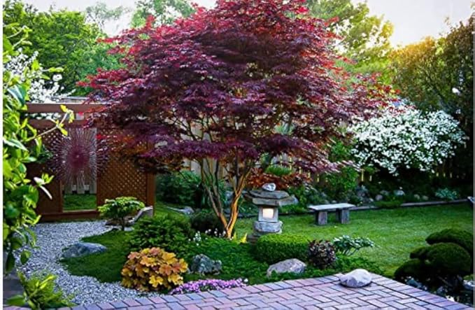 Red Japanese Maple Trees 2-Pack โ Live Plants, 2-3 Ft Tall, Stunning Foliage