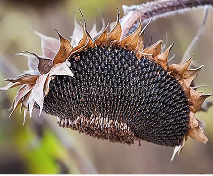 Giant Sunflower Seeds - Mammoth Grey Striped Seeds - Attracts Bees and Butterflies (Pack of 2)