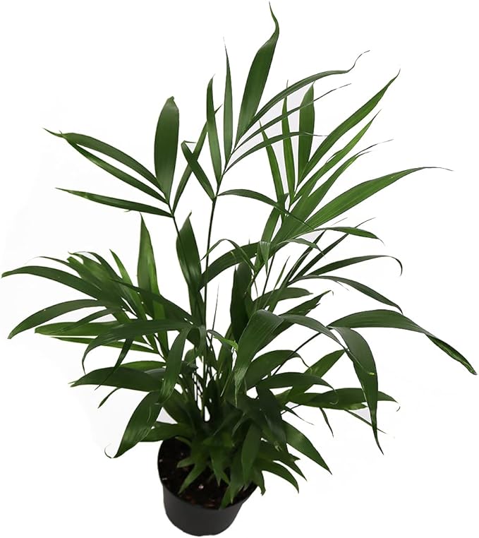 American Plant Exchange Live Cat Palm – 6-Inch Pot – Tropical Houseplant with Soft Arching Green Fronds, Pet-Friendly Easy Care Indoor Plant for Homes, Apartments, Offices & Indoor Jungle Décor