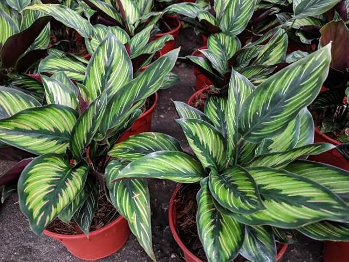 Gardenera Premium Calathea Plant Potting Mix - Crafted for Vibrant Growth and Striking Foliage - 1 Quart