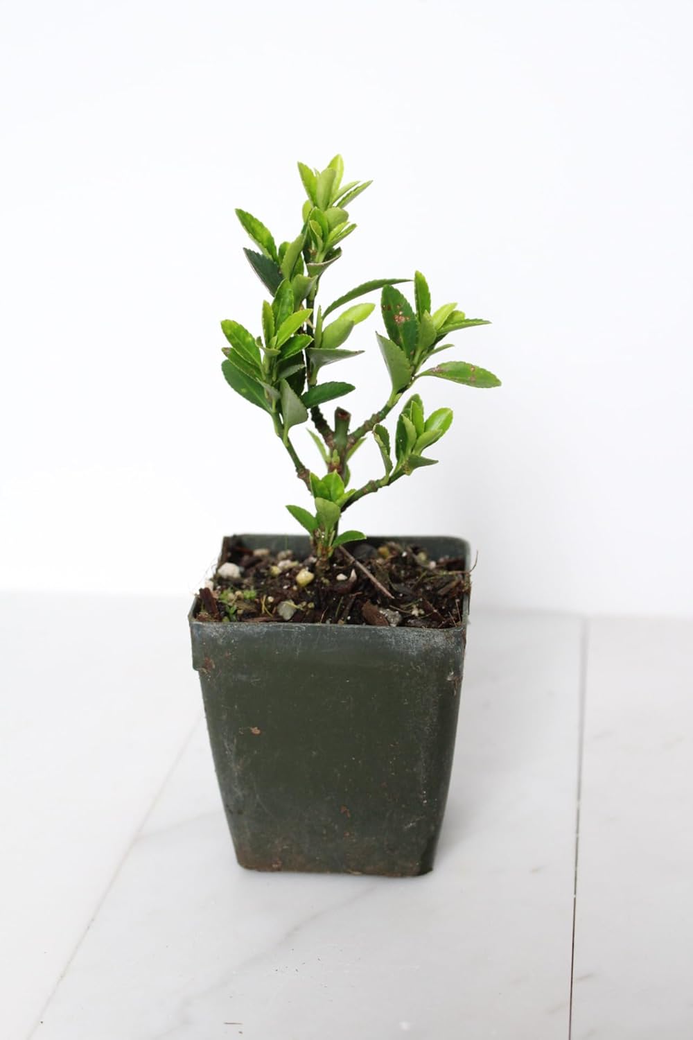 Live Bonsai Tree Starter Boxleaf Euonymus Plant, Japanese Spindle Tree, Indoor Outdoor Dwarf Shrub (Plastic Nursery Pot)