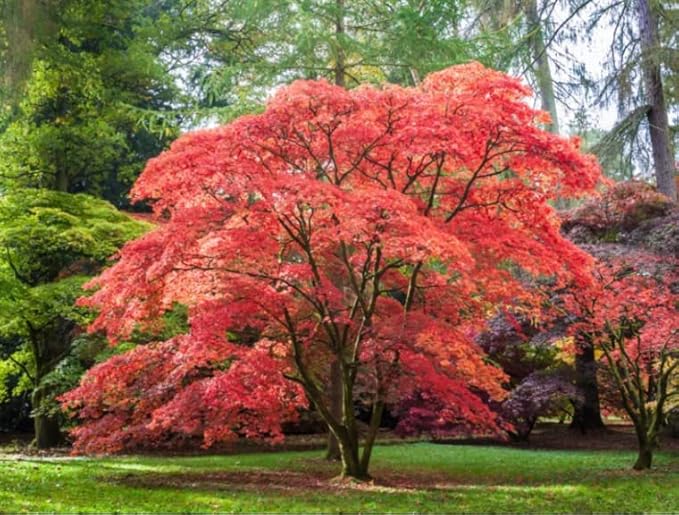Red Japanese Maple Trees 2-Pack โ Live Plants, 2-3 Ft Tall, Stunning Foliage