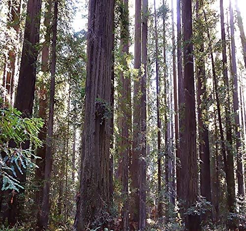 Cedar, Dogwood, Pine, Redwood, Spruce, Tree Seed by MySeeds.Co, You Choose The Color n Quantity (1 Pack, California Redwood - Big Pack)