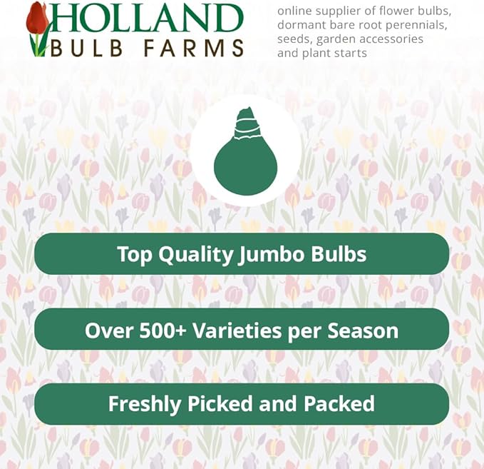 Darwin Hybrid Tulip Mix Flower Bulbs - 25 Bulbs per Pack - Good as Cut Flowers - Perennializing - Easy to Grow Live Plants - Outdoor Garden