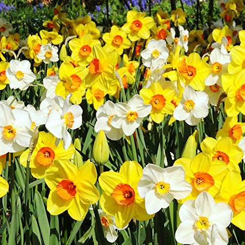 Wholesale Mixed Daffodil Flower Bulbs - 500+ Bulbs per Pack - Deer Resistant - Good as Cut Flowers - Good For Indoor Forcing - Naturalizing - Perennializing - Easy to Grow Live Plants - Outdoor Garden