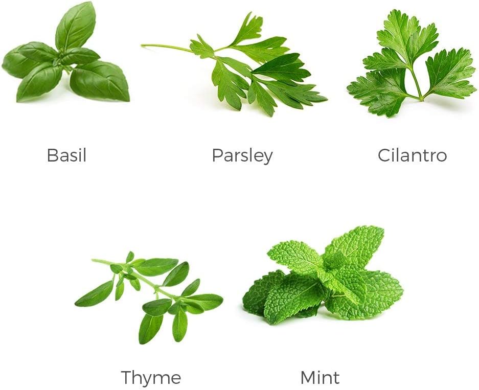 Herb Garden Seeds Collection - 5 Culinary Herb Seeds Pack - Organic Basil, Mint, Parsley, Cilantro and Thyme Seeds, Heirloom Non-GMO Seeds for Planting