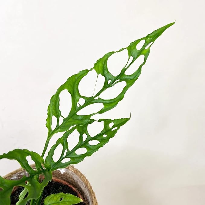 GARDENERA Monstera Obliqua Potting Soil - Enhanced Aeration and Drainage for Optimal Growth by Gardenera - 3 Quart